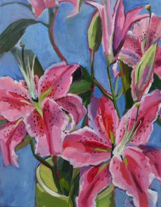 Gigli rosa vivaci da Maxine Shore