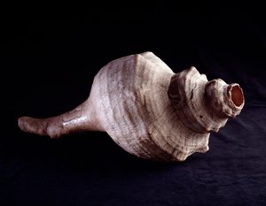 Arte precolombiana, civiltà Maya, periodo classico: conchiglia marina usata come strumento musicale (tromba). Da Uaxactun, Guatemala. Guatemala, Museo Nazionale di Archeologia e Etnologia