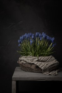 Giacinti blu rustici da Mayra Pama