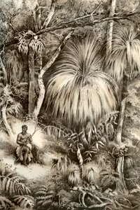 Scena della foresta della Tasmania