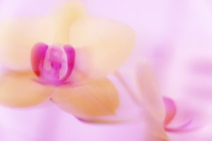 Orchidea rosa da Melanie Hermine Lichterfeld