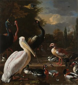 Un pellicano e altri uccelli presso una vasca d