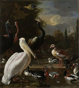 Un pellicano e altri uccelli vicino a una pozza, noto come 
