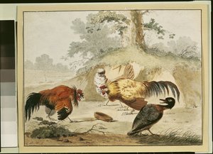 Combattimento di galli da Melchior de Hondecoeter