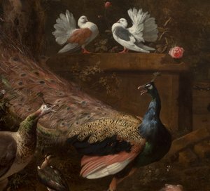 Dettaglio da Menagerie, c.1680 da Melchior de Hondecoeter