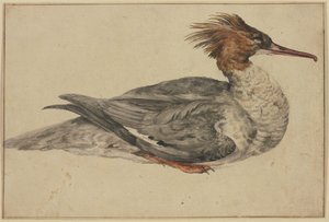Anatra sdraiata con cresta marrone, becco e zampe rossi da Melchior de Hondecoeter
