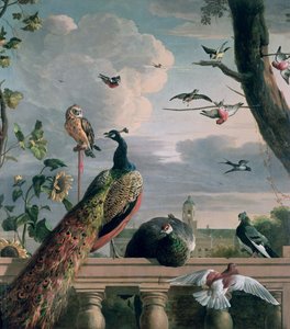 Palazzo di Amsterdam con uccelli esotici