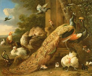 Pavone, parrocchetto, pellicano, gru e pollame da Melchior de Hondecoeter
