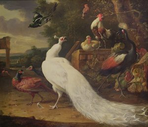 Il pavone bianco da Melchior de Hondecoeter