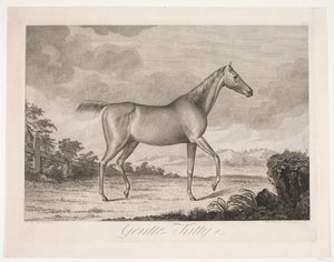 Il cavallo "Gentle Kitty" da Meno Haas