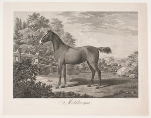 Il cavallo "Melilcoma" da Meno Haas