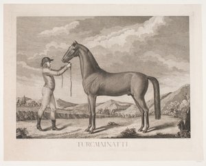 Il cavallo "Turcmainatti"
