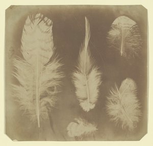 Piume di pollo, ca. 1840