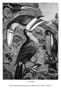 Tucani, c1770-1820 1843 da Messrs Sly and Wilson