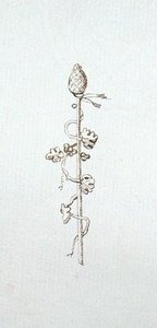 Disegno dal taccuino di Michael Faraday da Michael Faraday
