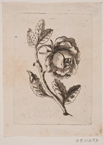 Una rosa