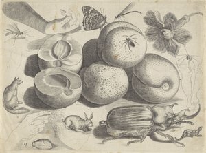 Foglio di studio con esempi di disegno: frutti, animali, insetti e mani da Michael Snijders
