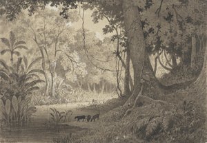 Paesaggio forestale vicino a Tamana da Michel Jean Cazabon