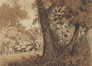 Sul fiume Cimaronero da Michel Jean Cazabon