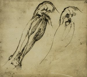Studi anatomici di una gamba da Michelangelo Buonarroti