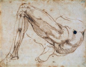 Studio di una gamba da Michelangelo Buonarroti
