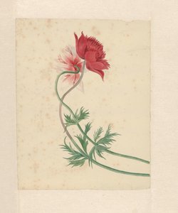 Due rami ciascuno con un fiore da Michiel Van Huysum