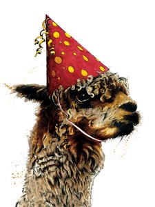 Alpaca di compleanno su bianco, 2020 da Mike Davis