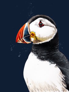 Clive il pulcinella di mare su blu mezzanotte, 2020 da Mike Davis