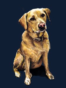 Daisy Il Labrador su Blu Notte, 2020