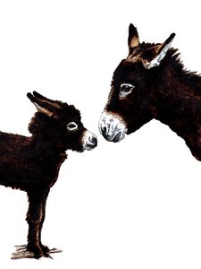 Asino madre e bambino sul bianco, 2020
