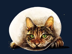Gatto Guarisci Presto su Blu Mezzanotte, 2020
