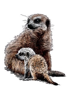Nuovi cuccioli di suricati su bianco, 2020