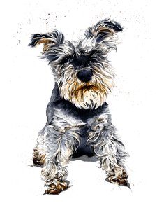 Ollie lo schnauzer su bianco da Mike Davis