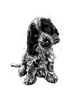 Rosie il cocker spaniel su bianco, 2019 da Mike Davis