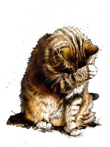 Smallfry il gatto su bianco, 2019 da Mike Davis