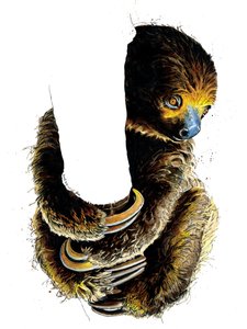 Talita il bradipo su bianco, 2019 da Mike Davis