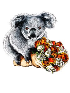 Grazie koala su bianco, 2020