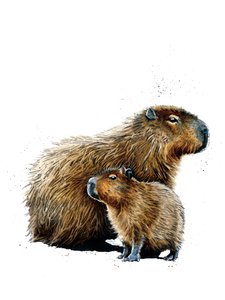 I capibara su bianco