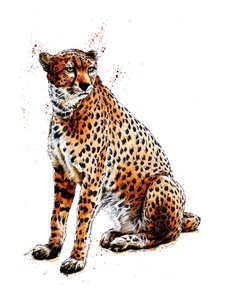 Il ghepardo su bianco da Mike Davis