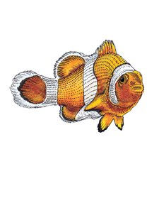 Il pesce pagliaccio su bianco, 2022 da Mike Davis