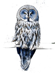 Il grande gufo grigio su bianco, 2019 da Mike Davis