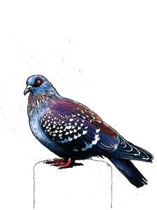 Il piccione su bianco da Mike Davis