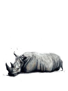 Il rinoceronte su bianco