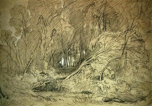 Una radura nel bosco