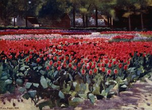 Tulipani nel loro splendore