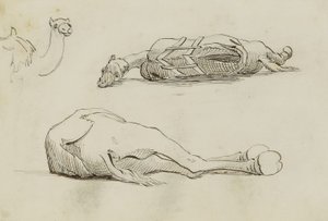 (Studi sul cammello) da Miner Kilbourne Kellogg