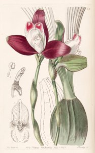 Lycaste macrophylla (come sin. Lycaste plana) da Miss Drake