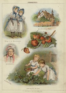 Fragole da Miss Eliza F. Manning