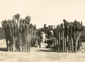 Pozzo a Nacfa, 09/05/1936