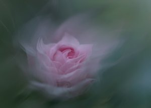 Rosa rosa da sogno da Molly Fu APA